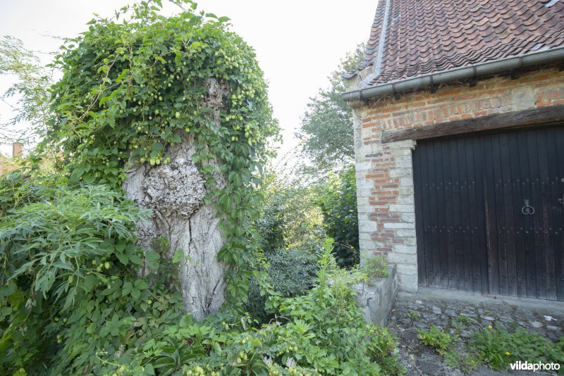 Wilde voortuin met dode boom