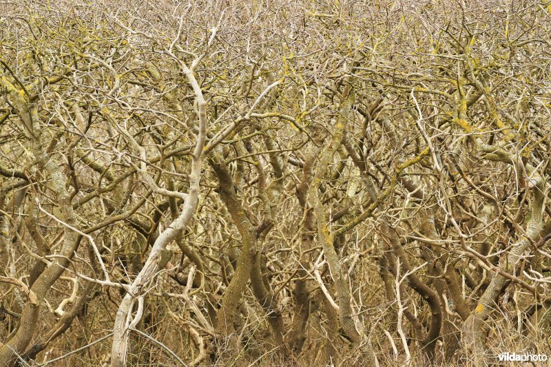 Kronkelende bomen 