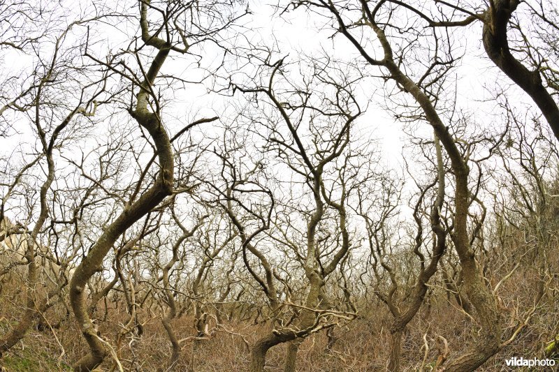 Kronkelende bomen 