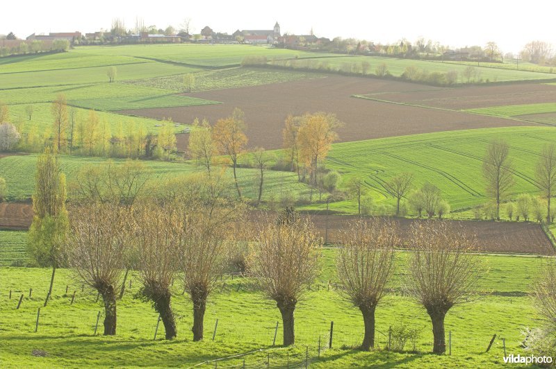 Kwaremont
