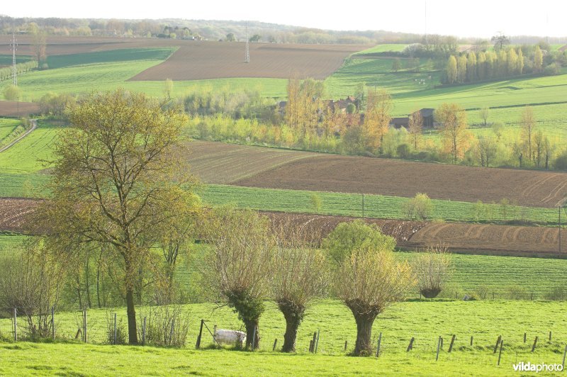 Kwaremont