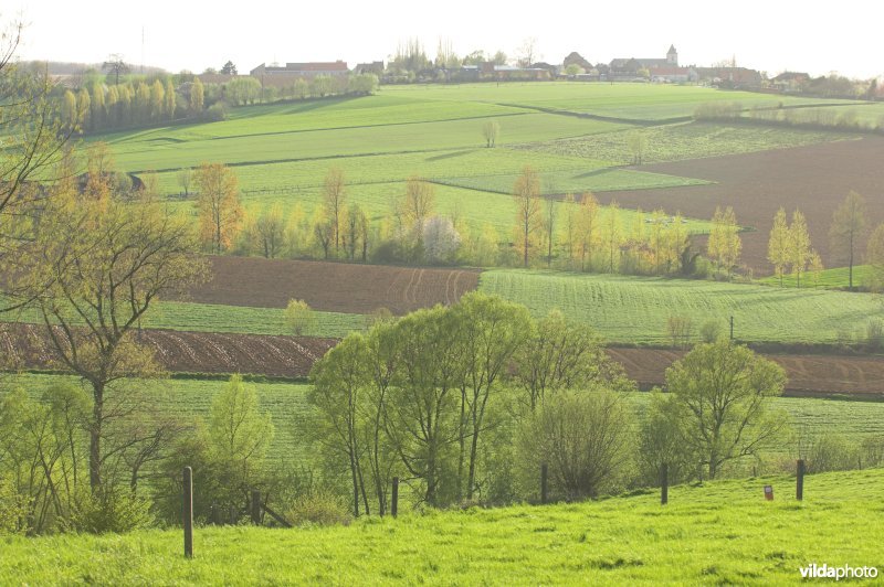 Kwaremont