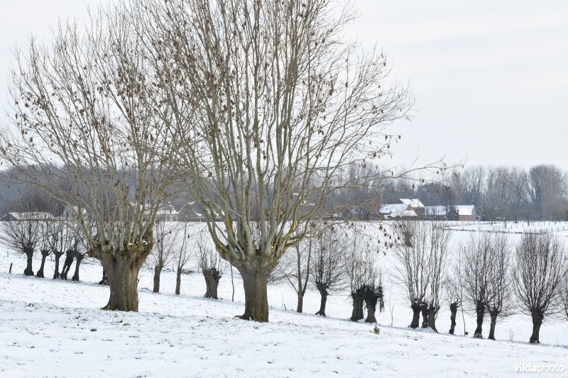 Knotessenrij in Het Burreken