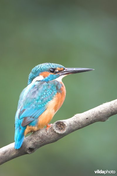 IJsvogel