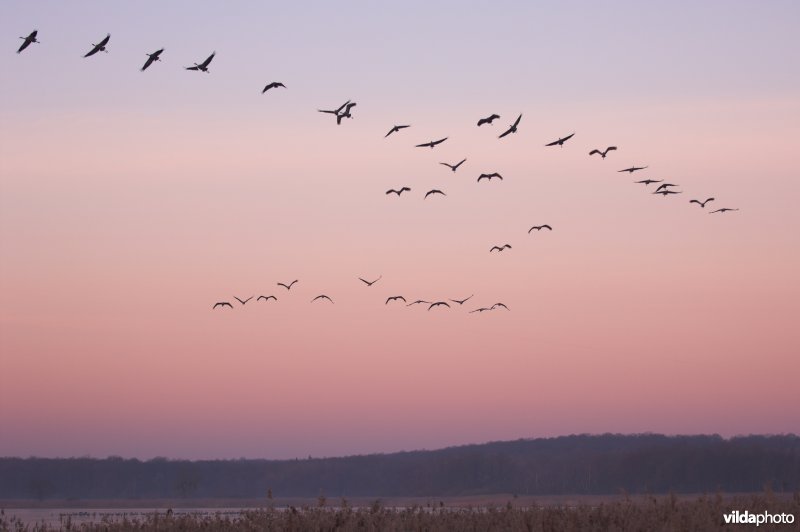 Kraanvogels in vlucht