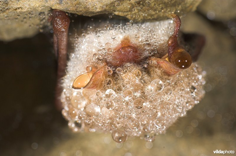 Franjestaart vol dauwdruppels