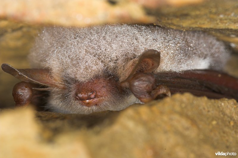 Franjestaart in winterslaap