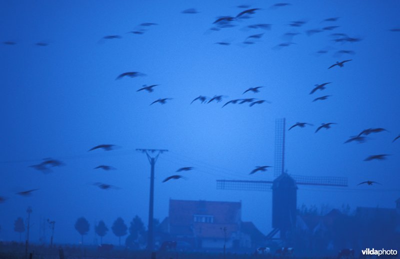 Kleine Rietganzen in vlucht