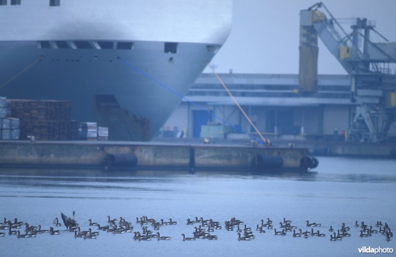 Grauwe Ganzen in haven Zeebrugge