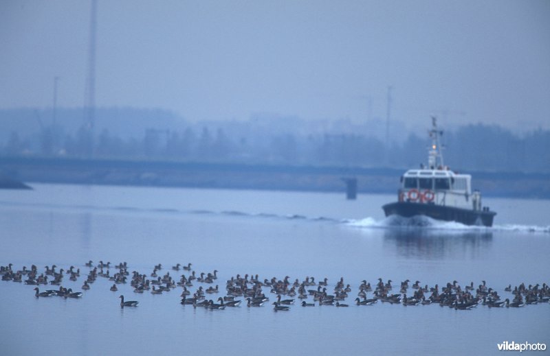 Grauwe Ganzen in haven Zeebrugge