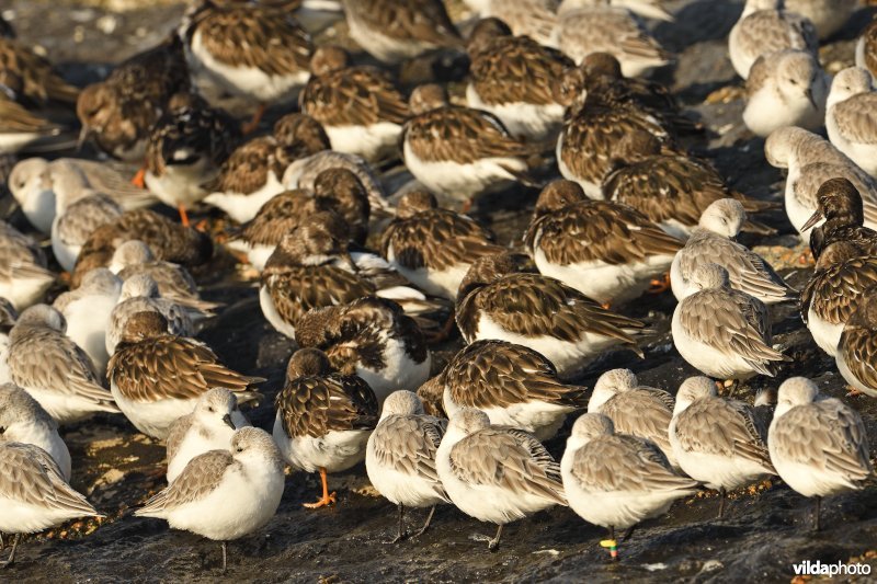 Drieteenstrandlopers en Steenlopers