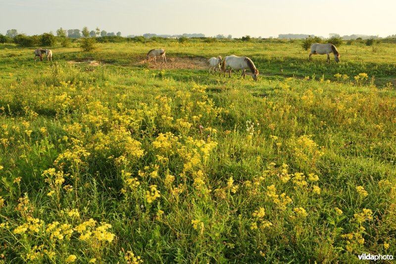 Natuurgebied Negenoord-Kerkeweerd