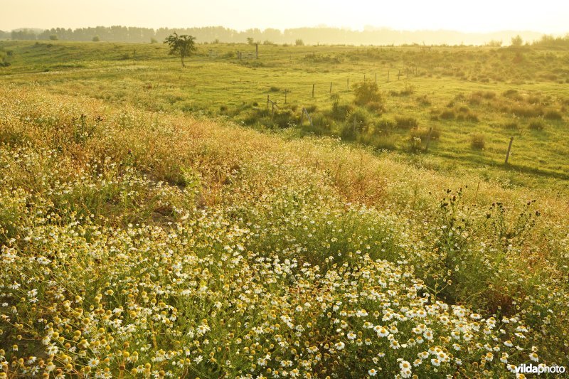 Natuurgebied Negenoord-Kerkeweerd