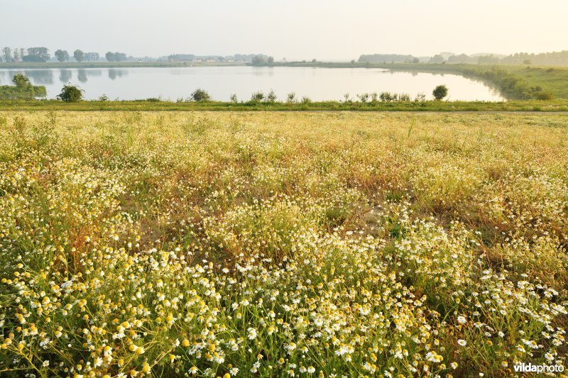 Natuurgebied Negenoord-Kerkeweerd