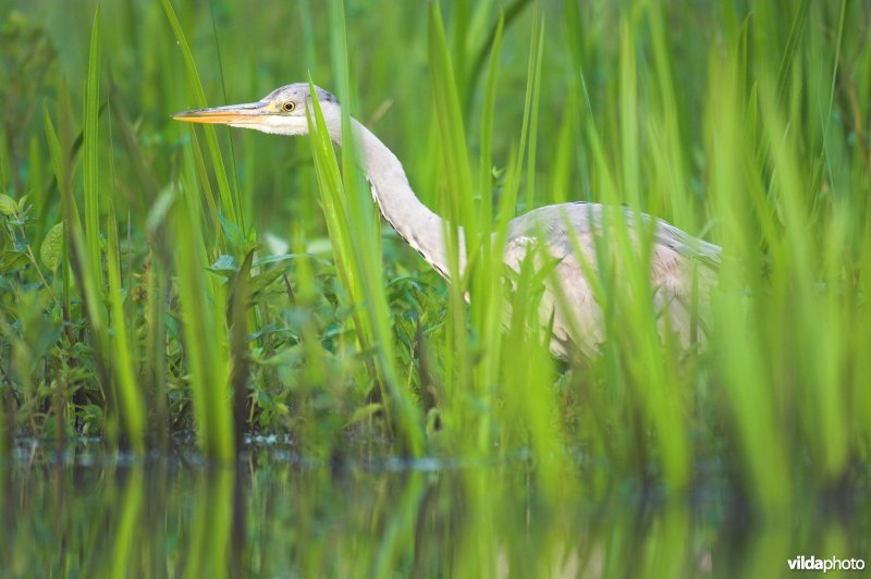 Blauwe Reiger