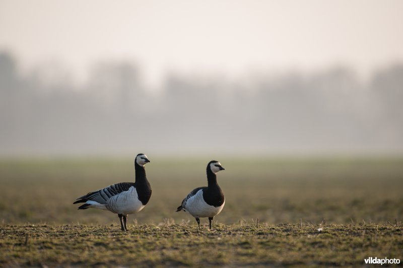 Brandgans op Schiermonnikoog