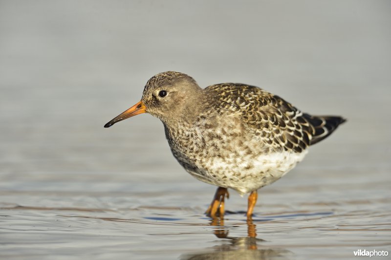 Paarse strandloper