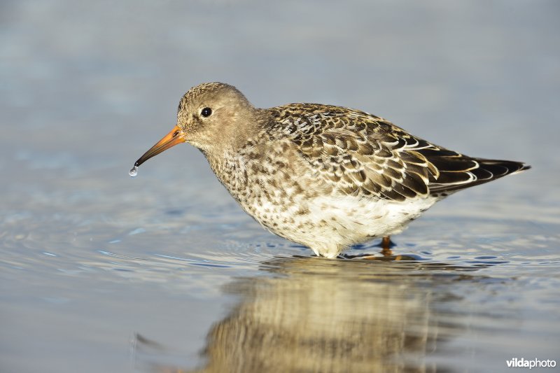 Paarse strandloper