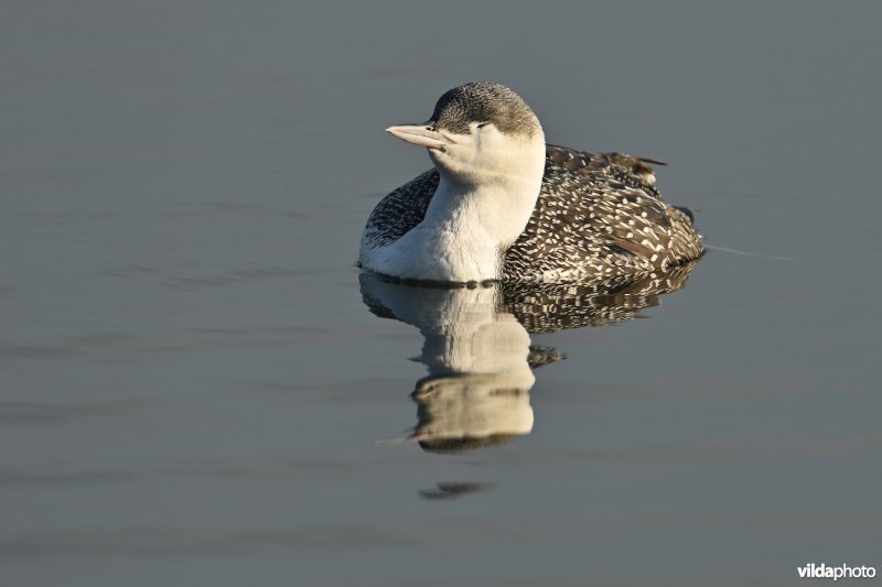 Roodkeelduiker in winterkleed