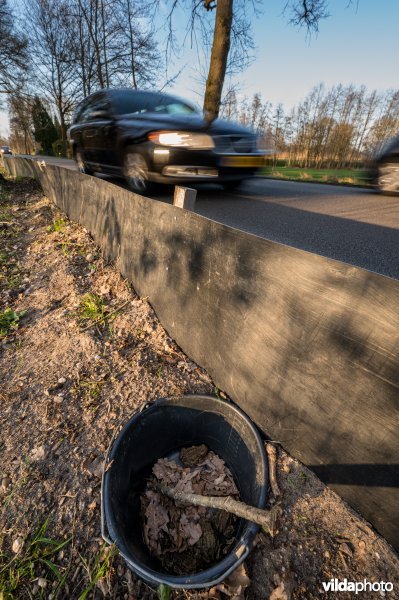 Paddenscherm naast drukke verkeersweg