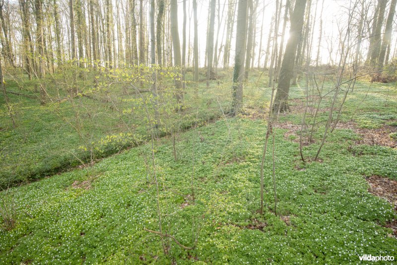 Bosanemonen in het Hasseltbos