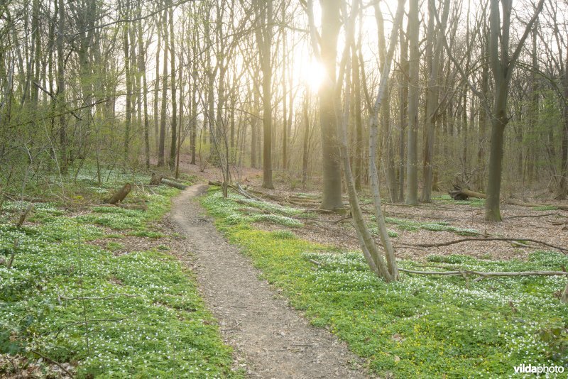 Bosanemonen in het Hasseltbos