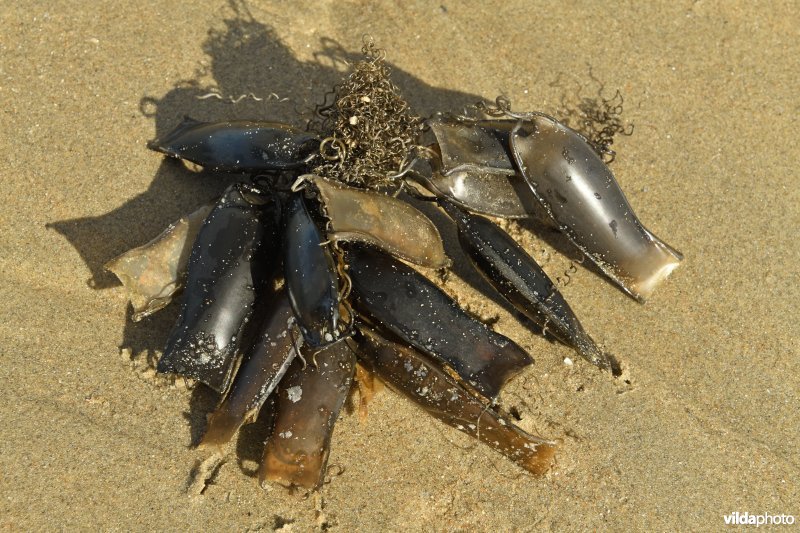 Eikapsels van Hondshaai