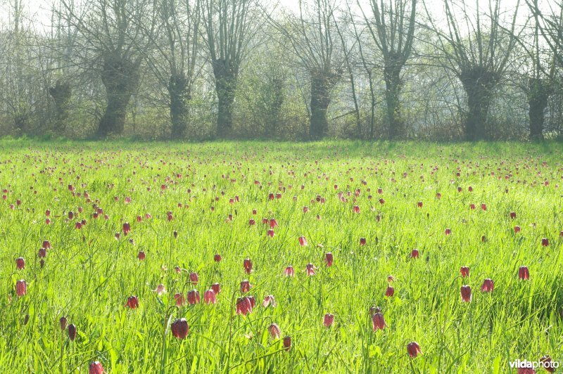 Een veld vol Kievitsbloemen