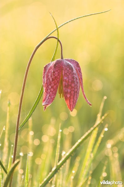 Kievitsbloem