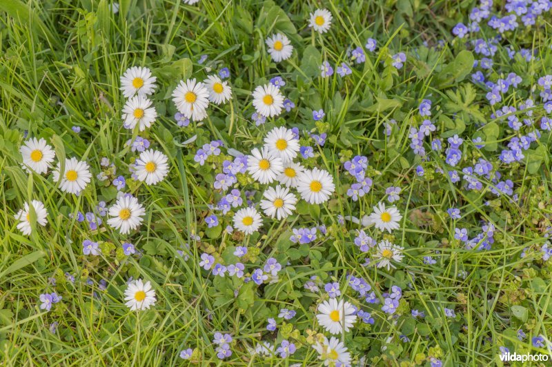 Bloemrijk gazon met draadereprijs en madelief