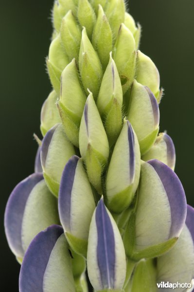 Jonge bloem van lupine