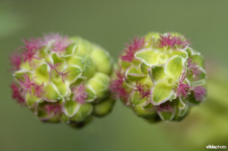 Bloempjes van kleine pimpernel