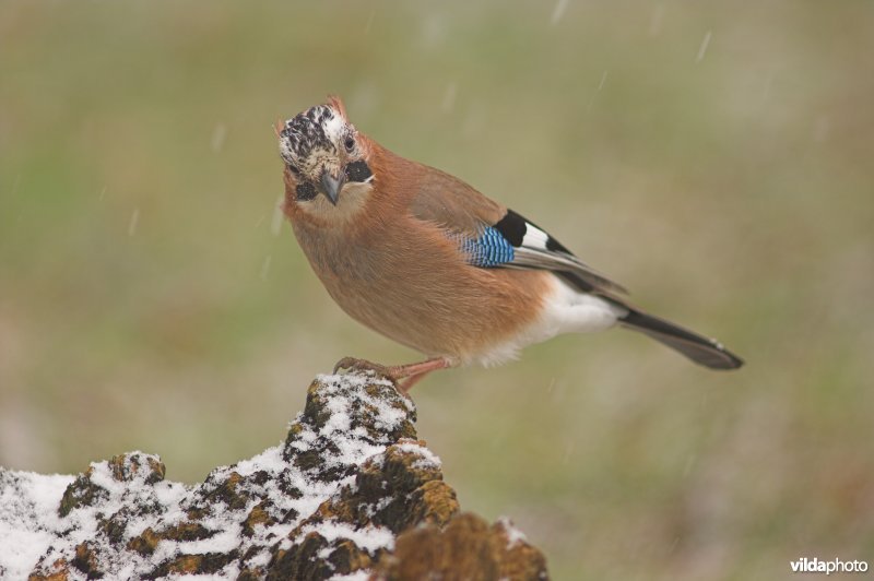 Vlaamse Gaai in de sneeuw