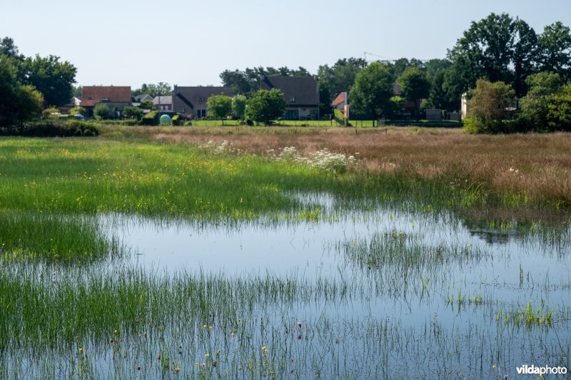 Overstroomde graslanden