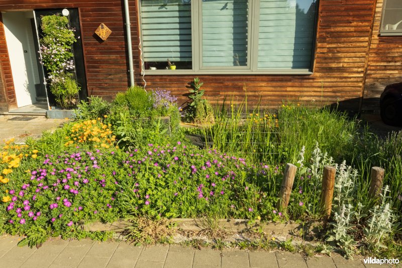 Kleurige voortuin