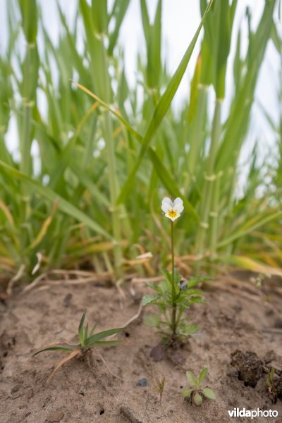 Wilde bloemen in een akkerrand