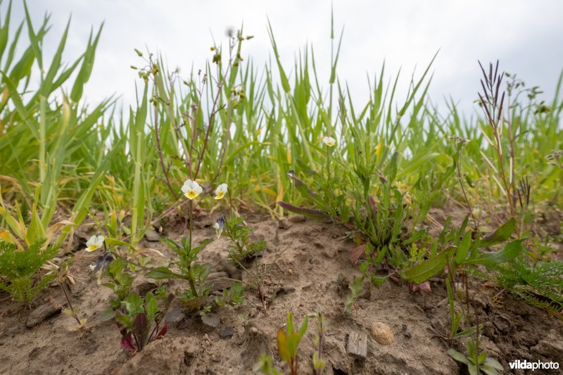 Wilde bloemen in een akkerrand