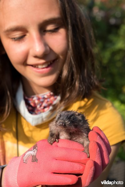 Meisje met jonge egel