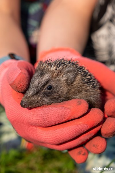 Meisje met jonge egel