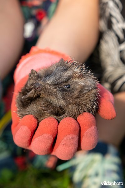 Meisje met jonge egel