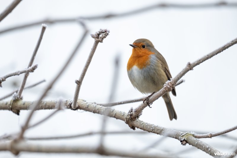 Roodborstje in de winter