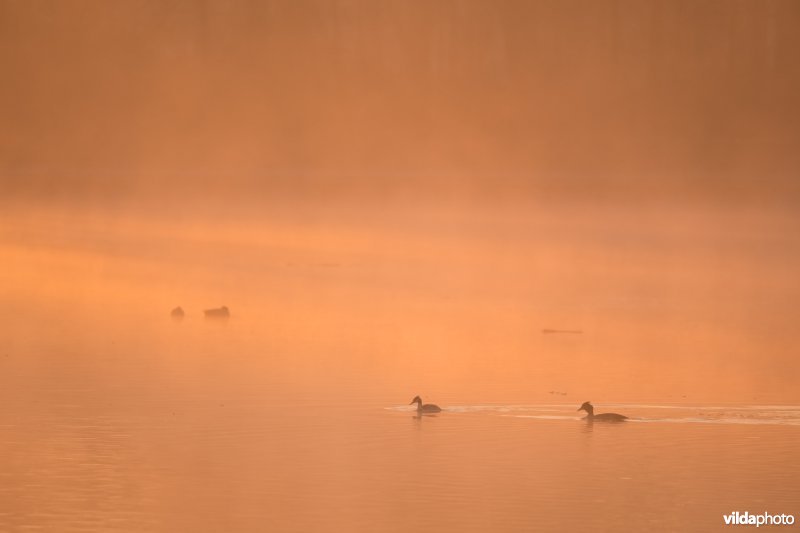 Ochtendnevel boven de grote vijver