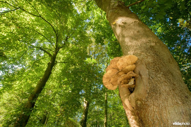 Goudvliesbundelzwam op zomereik