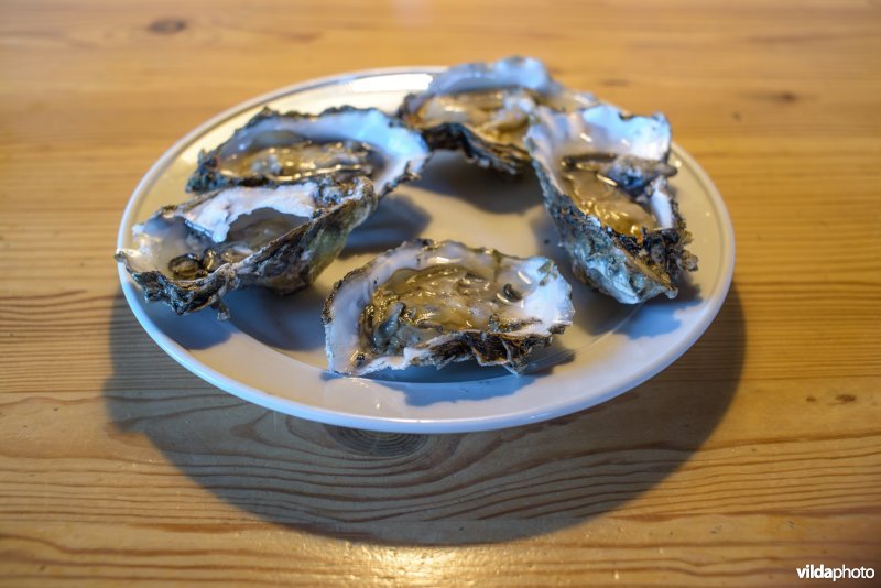 Japanse oester