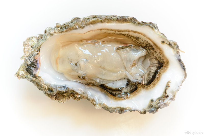 Japanse oester