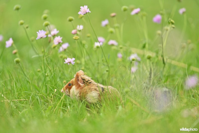 Europese hamster