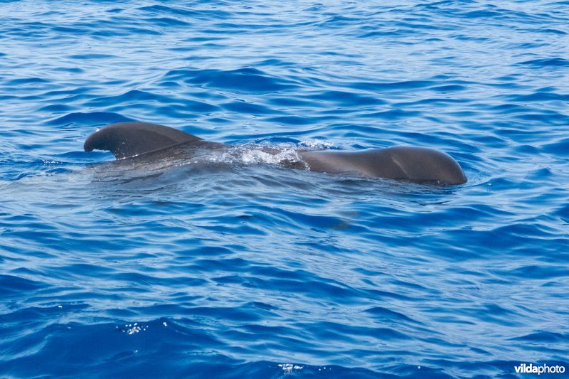 Indische Grienden voor de kust van La Gomera, Canarische Eilanden.