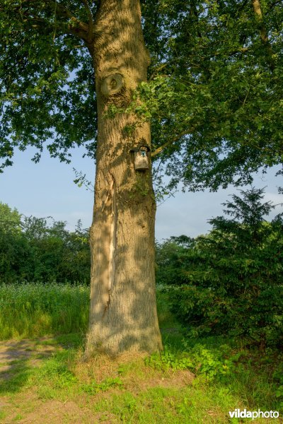 Nestkast voor mezen