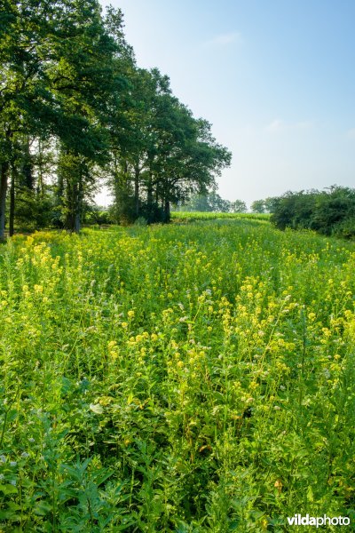 Landgoed Reuversweerd