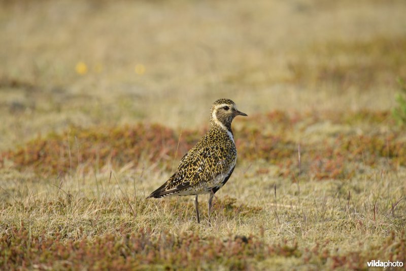 Goudplevier